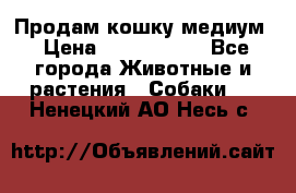 Продам кошку медиум › Цена ­ 6 000 000 - Все города Животные и растения » Собаки   . Ненецкий АО,Несь с.